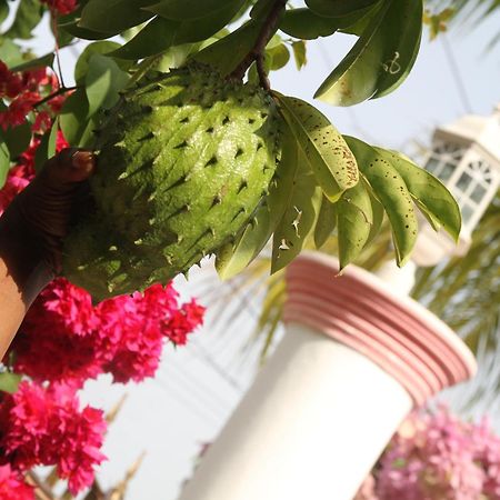 Sweetsop Jamaica Villa And Tours Montego Bay Exteriör bild