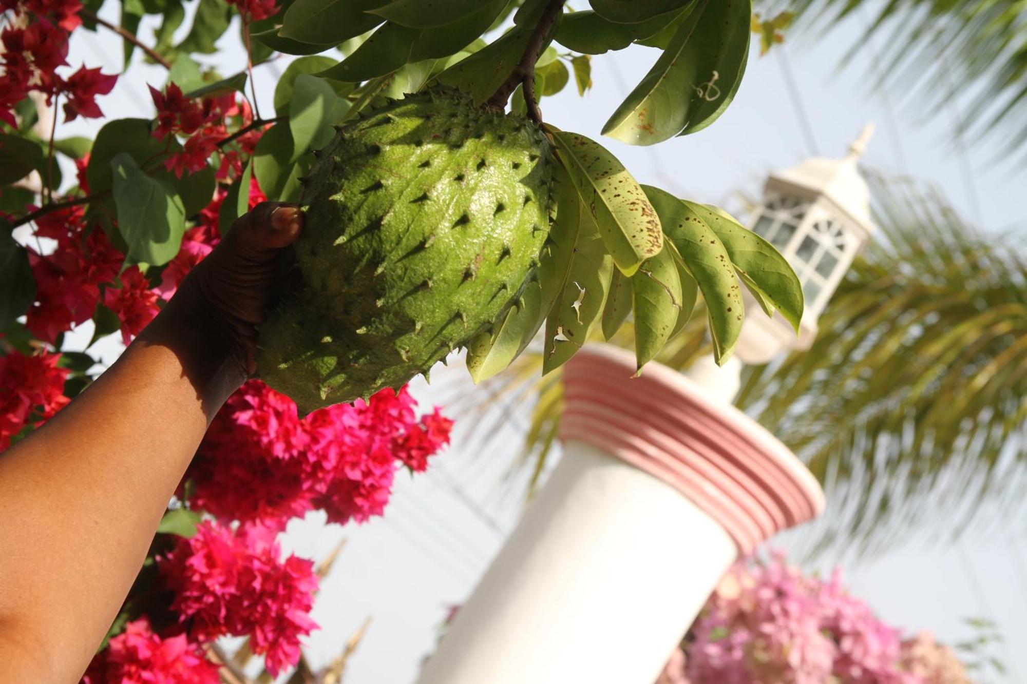 Sweetsop Jamaica Villa And Tours Montego Bay Exteriör bild