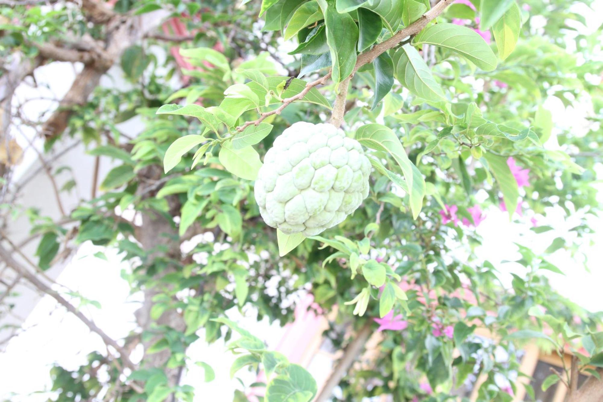 Sweetsop Jamaica Villa And Tours Montego Bay Exteriör bild